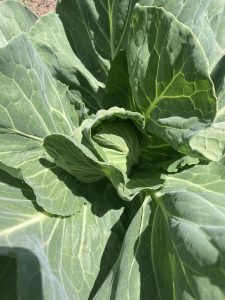 close up of cabbage forming