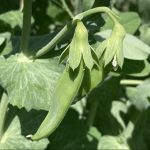 IMG_0596.snap pea growingjpeg