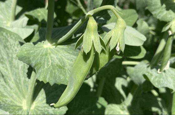 Snap Pea growing