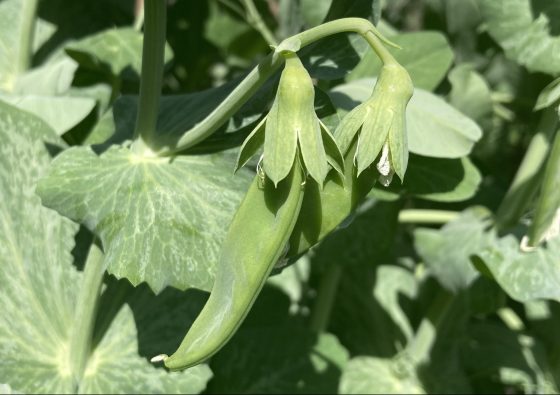 Snap Pea growing
