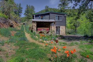 poppies in the back yard/garden
