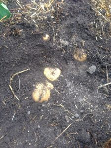 potatoes in ground
