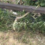 bull snake stuck in fenceJPG