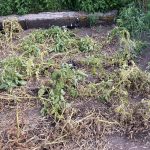 dead potato plants