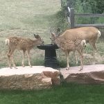 doe and twin fawns at bird bath