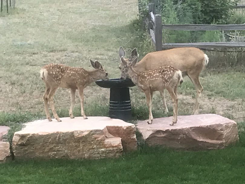 doe and twin fawns at bird bath