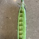 peas in pod