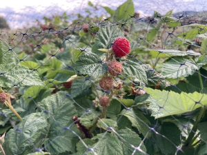 raspberry ripening on vine