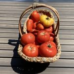 Basket of tomatoes 2