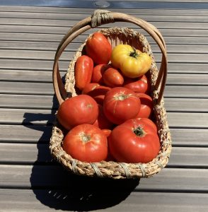 basket of ripe tomatoes