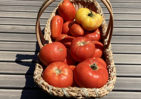 basket of ripe tomatoes