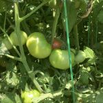 Hybrid B tomatoes on vine