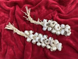Garlic Braids