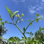Leading Limb Indeterminte tomato
