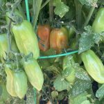 San Marzano paste tomatoes on vine