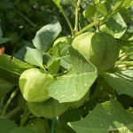 Tomatillo plant
