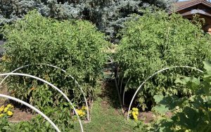 tall tomato bushes