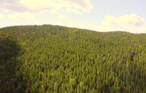 View looking over trees