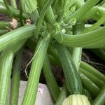 Zuchinni up close