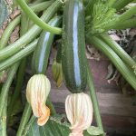 Growing zucchinis