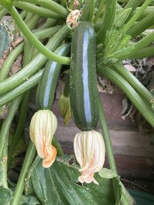zucchini on plant