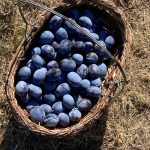 IMG_0026.basket of plums jpeg