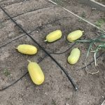 IMG_0739 Spaghetti Squash