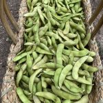 IMG_0740 Edamame