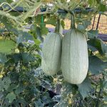 IMG_0742 spaghetti squash on vine