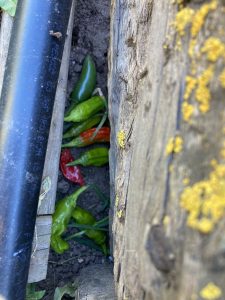 stash of peppers in crevice