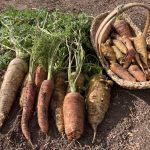 end of season carrots