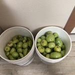 green tomatoes in buckets