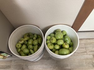 buckets of green tomatoes