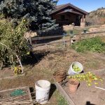 picking remaining tomatoes