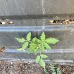volunteer tomato from compost bin
