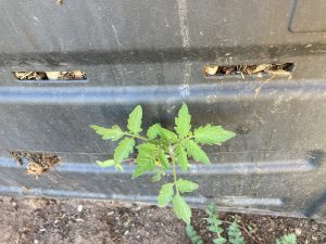 volunteer tomato plant coming out of compost bin