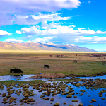 Cattle in SubIrrigated Pasture