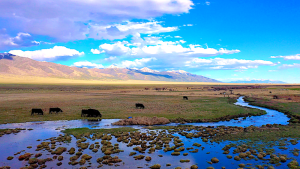 view of cows and creek bed