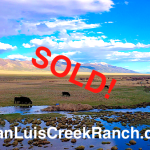 Cattle in SubIrrigated Pasture-Branded SOLD!