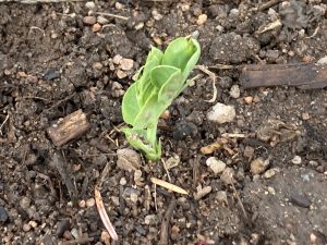pea sprout