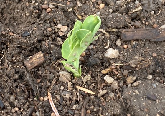 pea sprout