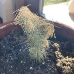 Pine tree seedling