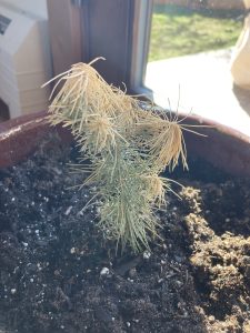 pine tree seedling