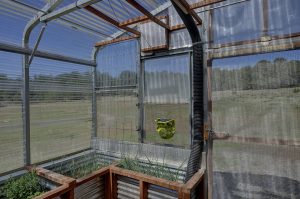 Inside of greenhouse