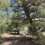 Tree Stand