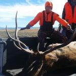 5X6 bull from buffalo creek region