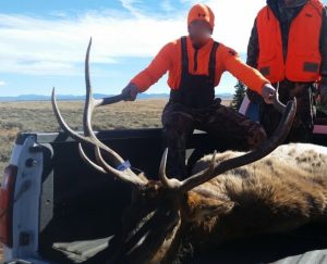 bull elk harvested