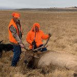 Bull Harvest on Ranch