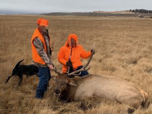 bull elk harvested on ranch