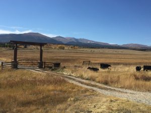 cows grazing at gate